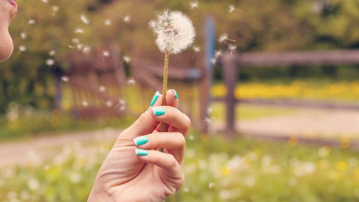 Alergia na pyłki roślin