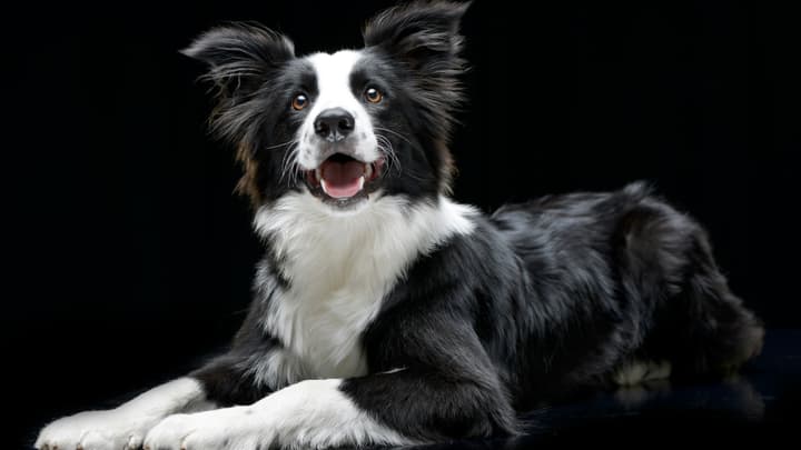 Alergia na sierść zwierząt