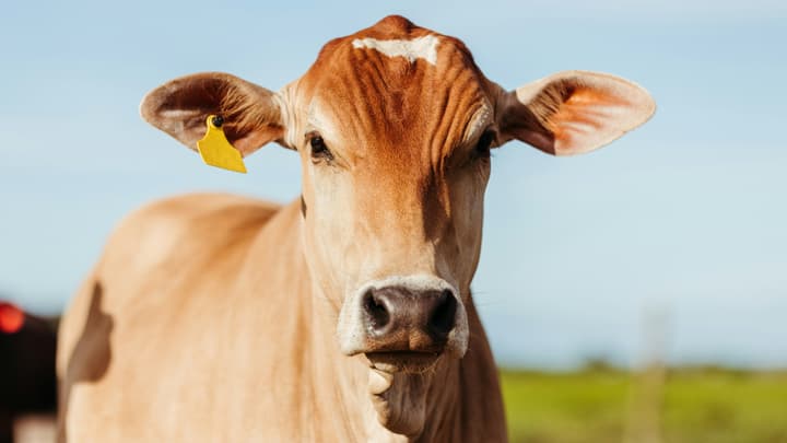 Choroba Creutzfeldta-Jakoba